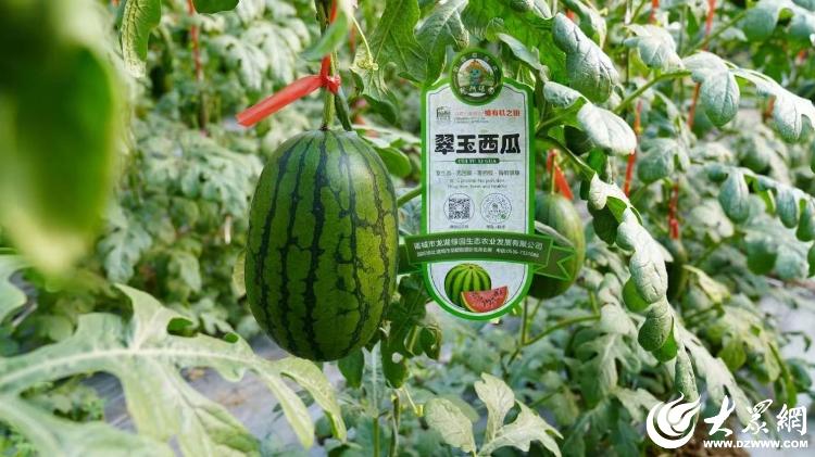 诸城市政协农业组送科技